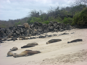 Wollebaeki des Galapagos - Absolu Voyages